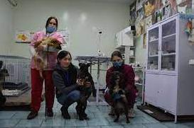 Стаття В Мариуполе волонтеры спасли жизнь раненой собаке Ранкове місто. Одеса