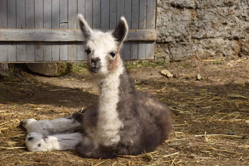 Стаття Одесский зоопарк показал новорожденную ламу: видео Ранкове місто. Одеса