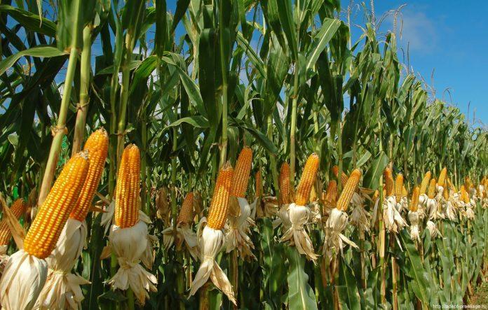 Стаття Кукуруза, рис, соя: что больше не растет в Крыму из-за оккупации Ранкове місто. Одеса