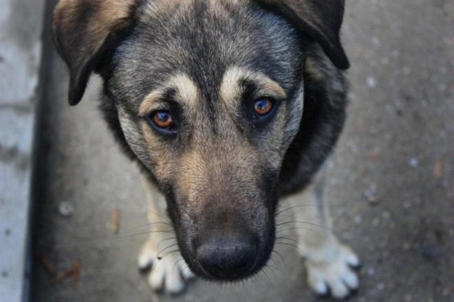 Стаття Під Києвом жорстоко познущалися над собакою - нелюдів вже шукають: відео Ранкове місто. Одеса