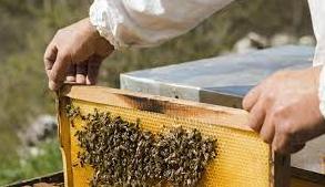 Стаття Учительница, врач и экономистка: как женщины развивают пчеловодство на Донбассе Ранкове місто. Одеса