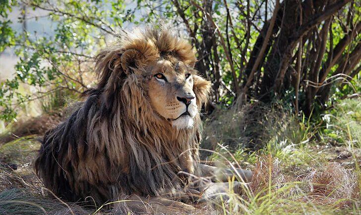Стаття «Кожного дня почуваються все краще»: як в Африці живуть леви з покровського «зоопарку смерті». Фото Ранкове місто. Одеса