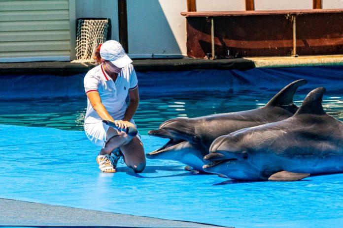 Стаття Крепкие хозяйственники: оккупанты демонтируют дельфинарий в Севастополе Ранкове місто. Одеса