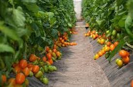 Стаття Кооператив «Овощи Станичников» из Луганщины обеспечивает овощами три области по Украине Ранкове місто. Одеса