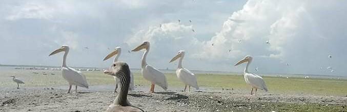 Стаття В Одесской области дикий гусь живет с розовыми пеликанами, - ФОТО Ранкове місто. Одеса