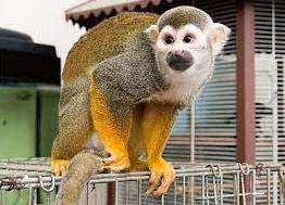 Стаття В Одесском зоопарке появился новый вид обезьян – лапундеры (фото) Ранкове місто. Одеса