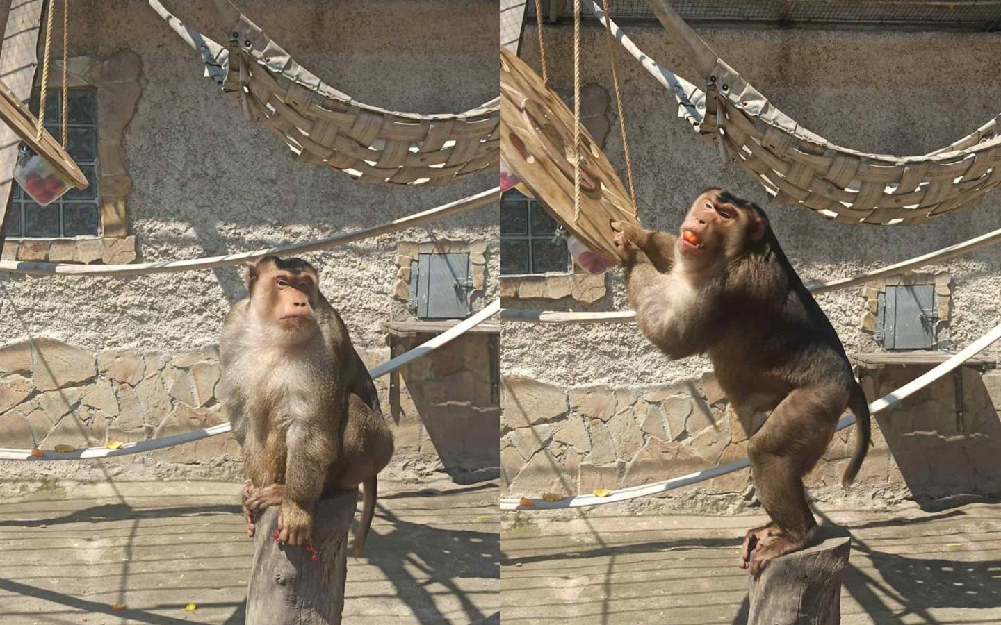 Стаття В Одесском зоопарке появился новый вид обезьян. Фото Ранкове місто. Одеса
