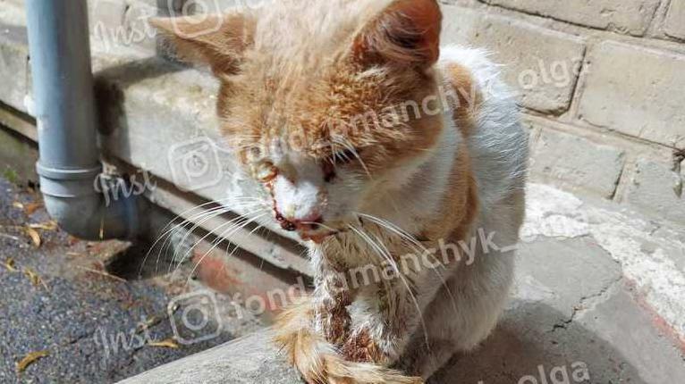 Стаття Ударами сломали челюсть: в Днепре жестко избили кота Рыжика Ранкове місто. Одеса