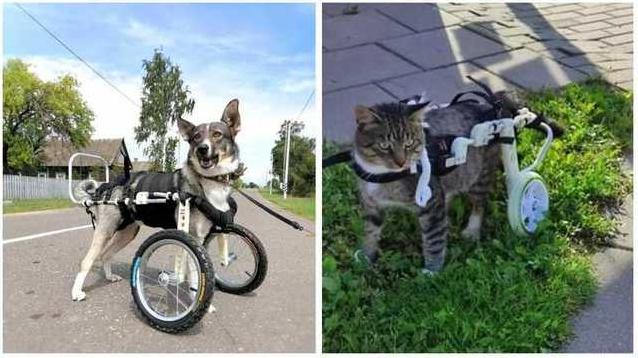 Стаття Второй шанс на жизнь: украинская компания делает инвалидные коляски для травмированных животных Ранкове місто. Одеса
