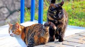 Стаття Шуры-Муррры: на Старосенной площади открыли новых одесских кото Ранкове місто. Одеса