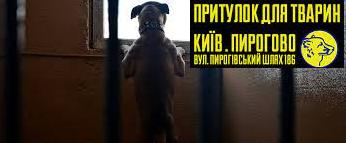Стаття Більше тисячі врятованих у Києві собак можуть знову опинитися на вулиці Ранкове місто. Одеса