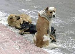 Стаття Маріупольців закликають допомогти тваринам перезимувати в теплі Ранкове місто. Одеса