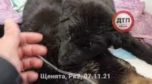 Стаття В Киеве неравнодушные люди спасли щенят, обреченных на жестокую смерть: фото и видео Ранкове місто. Одеса