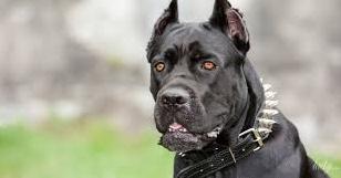 Стаття В Україні затвердили список небезпечних порід собак: що мають знати господарі? Ранкове місто. Одеса