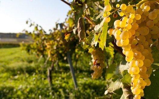 Стаття Не созреют: непогода в Крыму уничтожила виноградники Ранкове місто. Одеса