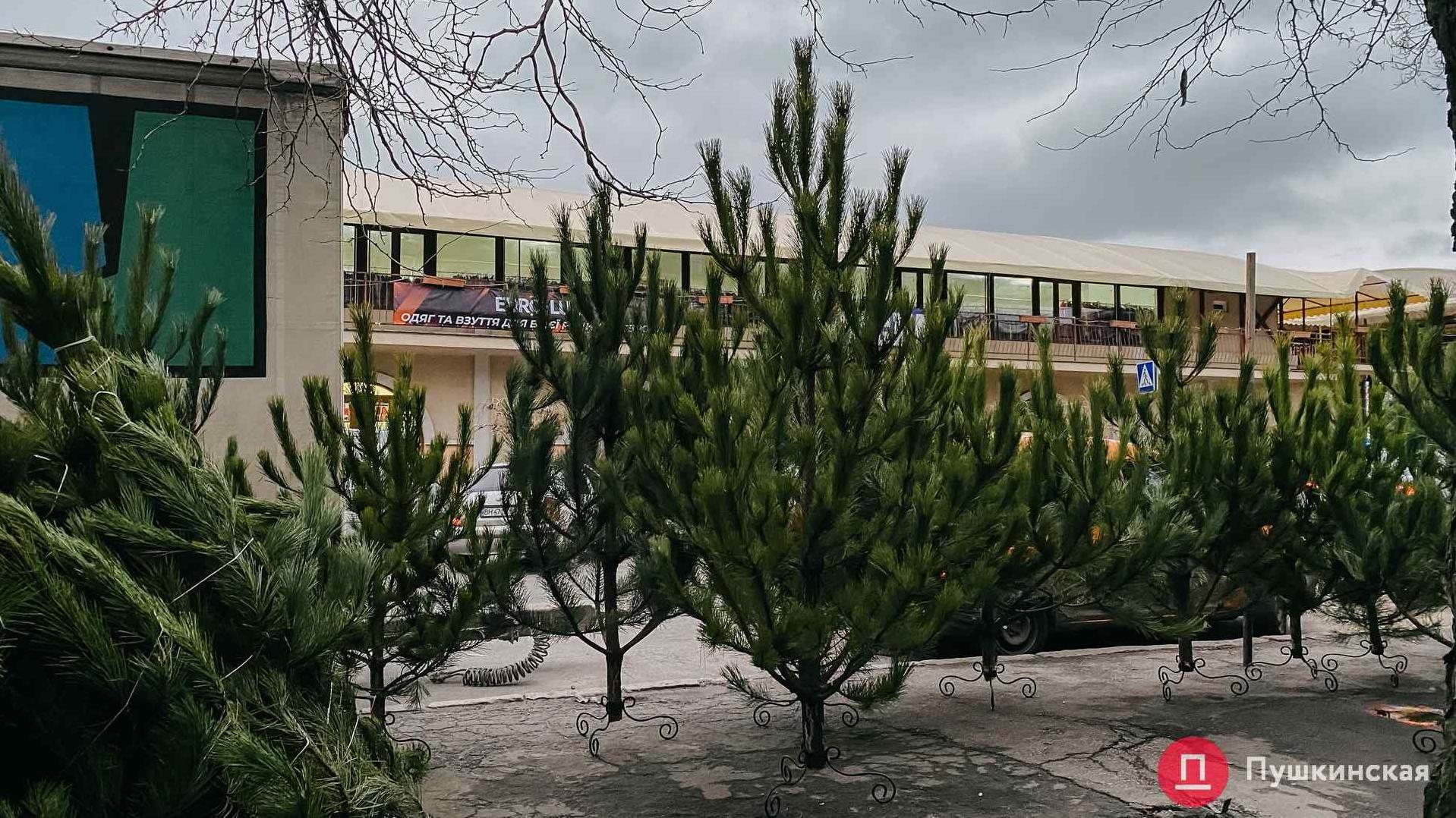 Статья В Одессе будут менять елки на конфеты: адреса Утренний город. Одесса