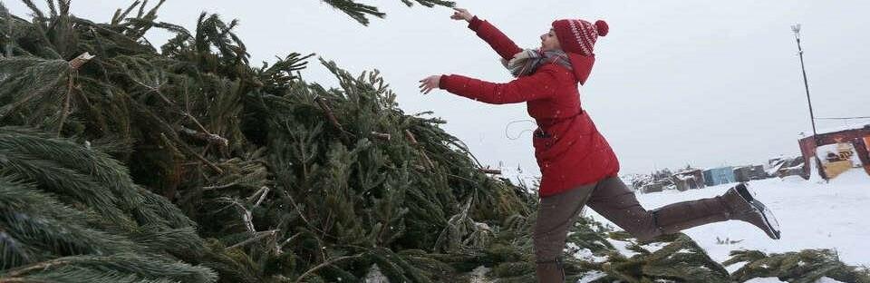 Статья Одесситы принесли на переработку более 500 новогодних елок Утренний город. Одесса