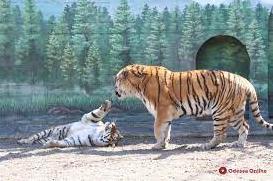 Стаття Победили - тигры! Фото Ранкове місто. Одеса
