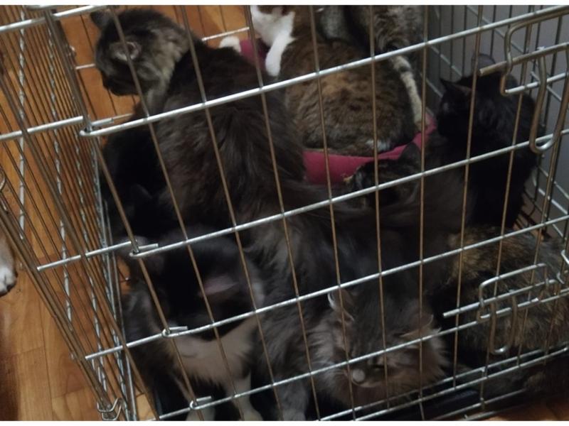 Стаття Киянка, яка прихистила 13 котів і три собаки з вулиці, благає по допомогу! Ранкове місто. Одеса