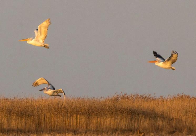 Стаття В Одесскую область прилетели редкие пеликаны Ранкове місто. Одеса