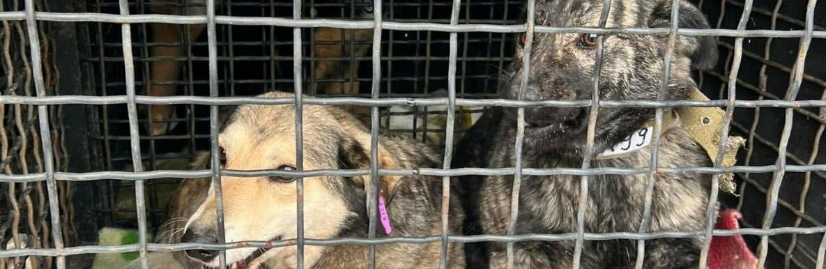 Стаття Из Одессы в Германию эвакуировали 30 бездомных животных Ранкове місто. Одеса