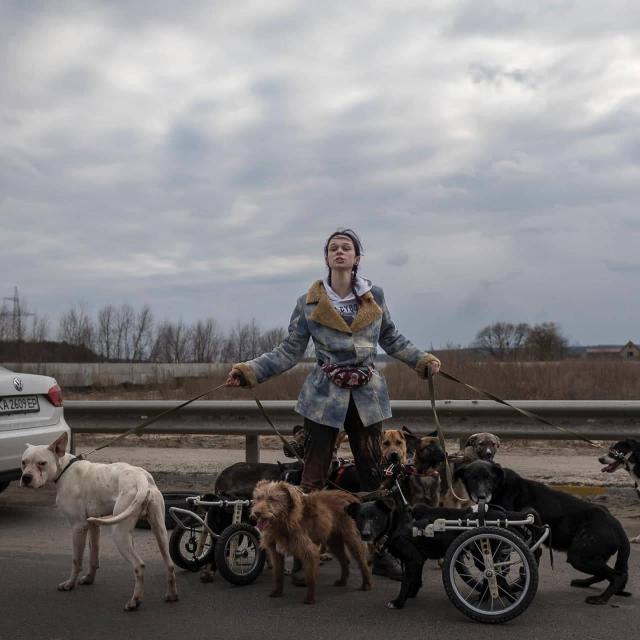 Стаття The Wall Street Journal опублікував фото дівчини, яка рятувала собак з інвалідністю з Ірпеня Ранкове місто. Одеса