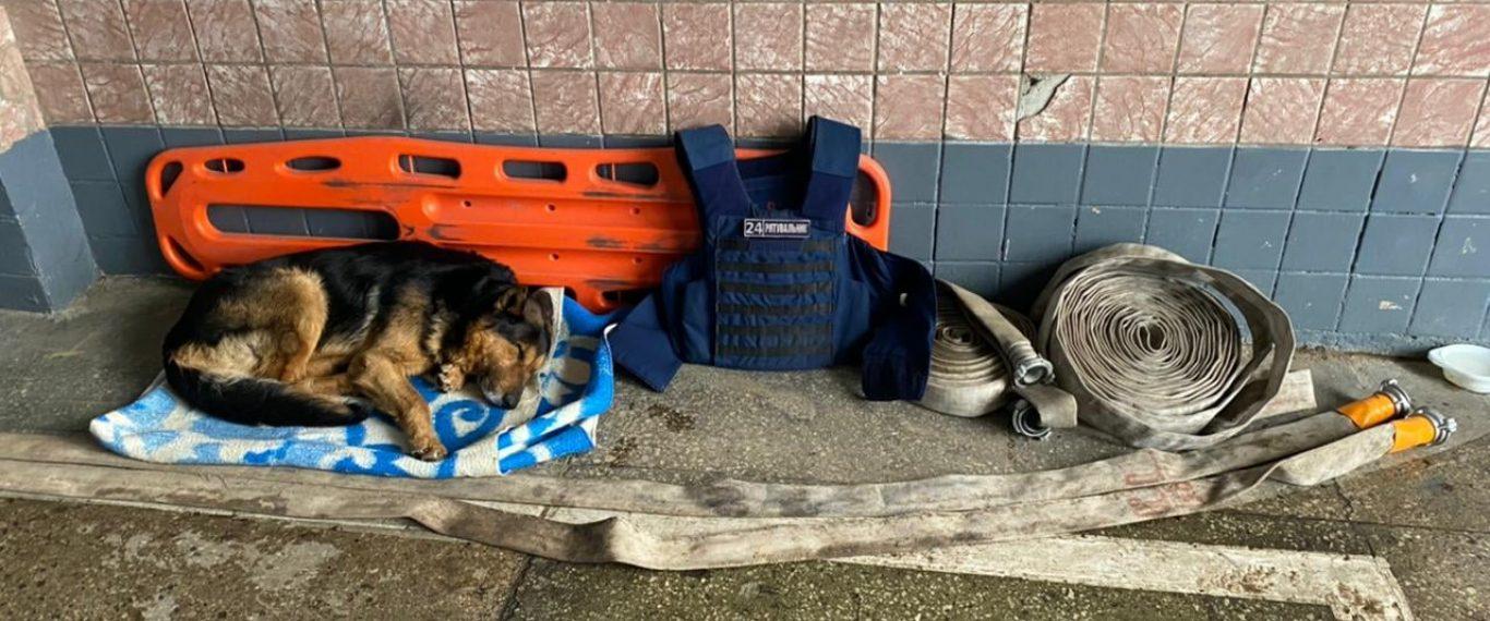 Стаття Был напуган взрывами и очень уставший: в Чернигове спасатели приютили собаку. Фото Ранкове місто. Одеса