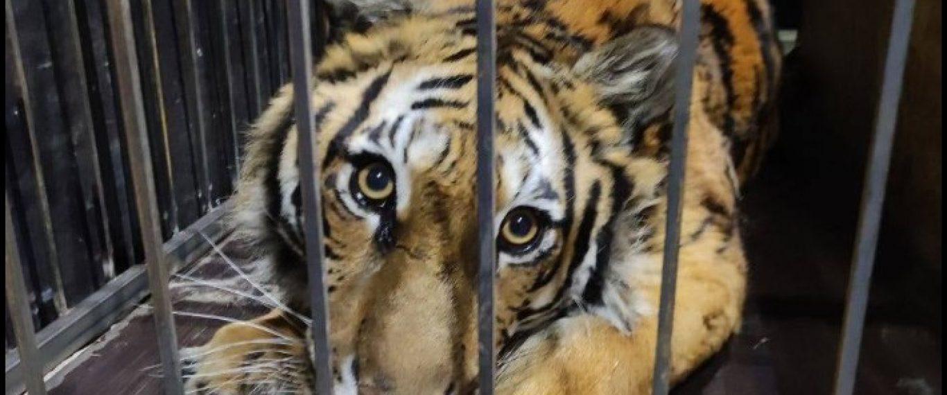 Стаття В Конче-Заспе волонтеры спасли тигрицу Ранкове місто. Одеса