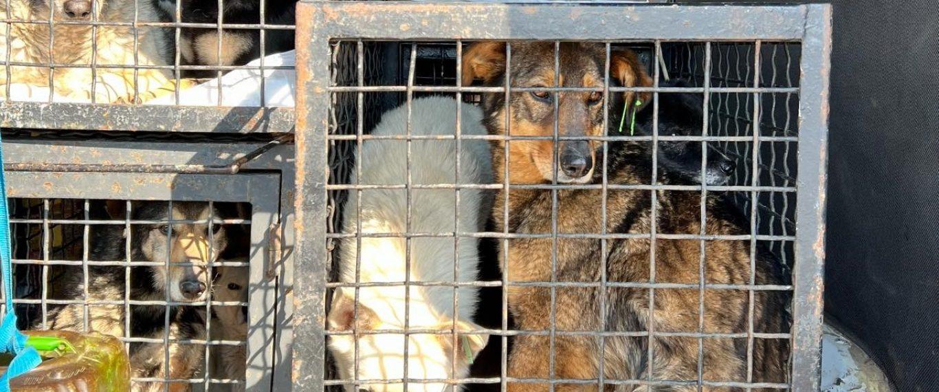 Стаття Из одесского приюта в Германию эвакуируют 29 собак Ранкове місто. Одеса