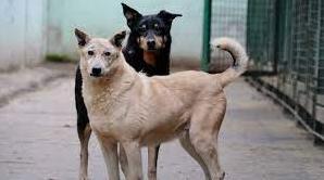 Стаття В Одессу привезли 20 тонн сухого корма для собак: его распределили между районами города и области Ранкове місто. Одеса