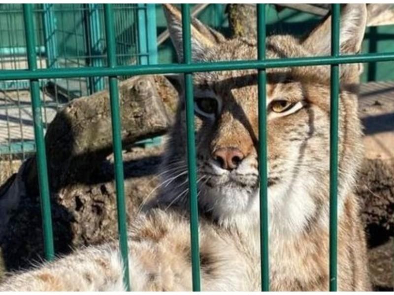 Стаття Тисяча тварин і птахів біопарку на Київщині можуть вмерти від голоду Ранкове місто. Одеса