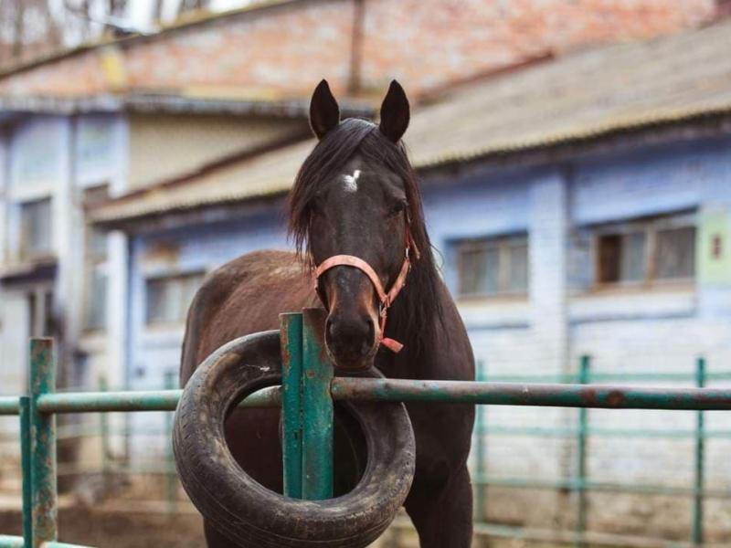 Стаття В Києві врятували від голоду 300 коней з іподрому Ранкове місто. Одеса