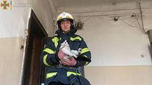Стаття Пожарные спасли котов и грызуна из горящей квартиры (фото) Ранкове місто. Одеса