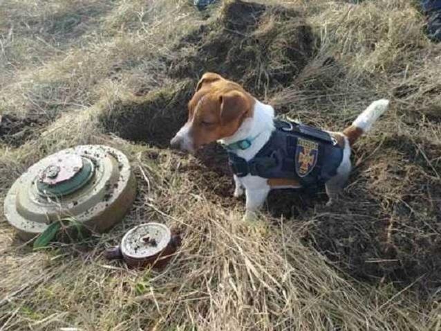 Стаття Везунчик Патрон: украинская собака-сапер стала звездой интернета Ранкове місто. Одеса