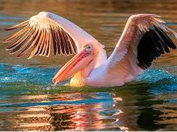 Стаття До Одещини завітали рожеві пелікани, - ФОТО Ранкове місто. Одеса