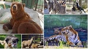 Статья Одесский зоопарк уже в субботу готов принять посетителей Утренний город. Одесса