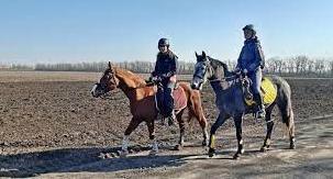 Статья В Мариуполе волонтеры спасли из-под обстрелов лошадей и собирают помощь (фото) Утренний город. Одесса
