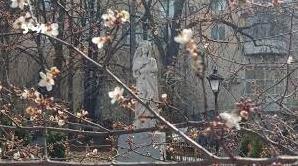 Стаття В Одессе на деревьях появились первые цветы (фото) Ранкове місто. Одеса