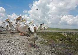 Стаття Несколько сотен пеликанов вернулись в дельту Днестра Ранкове місто. Одеса