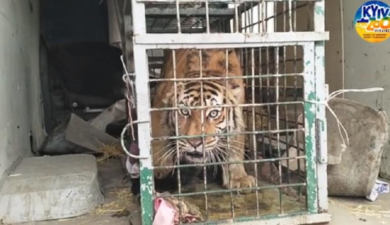 Стаття У Київський зоопарк привезли тигра із Фельдман Екопарку, який розбомбили російські орки Ранкове місто. Одеса