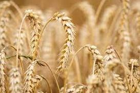 Статья На мировых рынках объявили бойкот российской пшенице Утренний город. Одесса