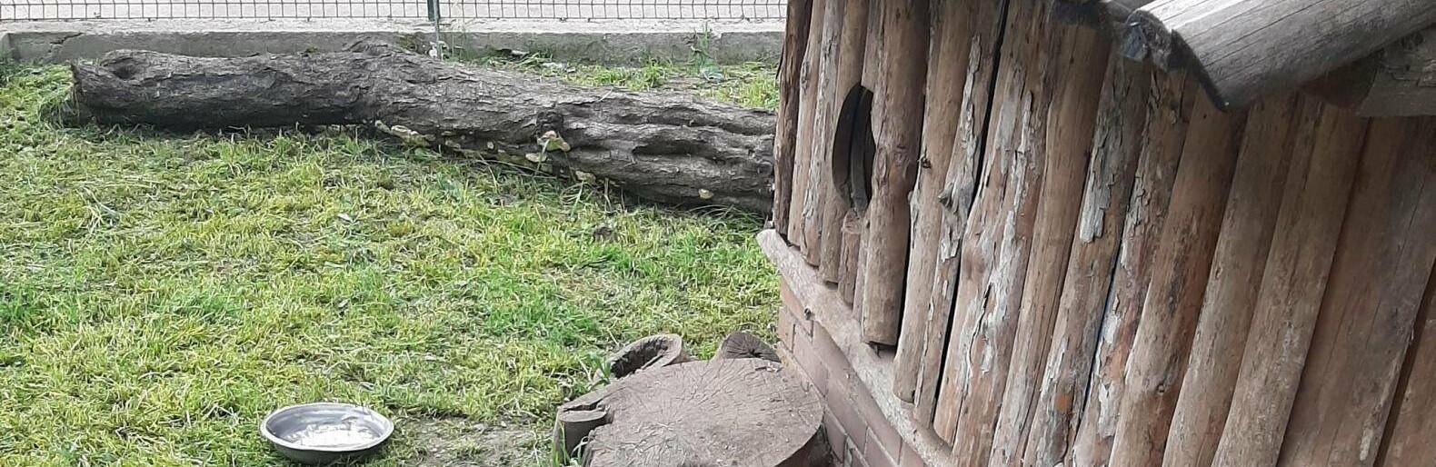 Стаття В одеському зоопарку поселився врятованний єнот Сьома, - ФОТО Ранкове місто. Одеса