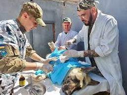 Статья В Украине заработал первый военный госпиталь ветеринарной медицины Утренний город. Одесса