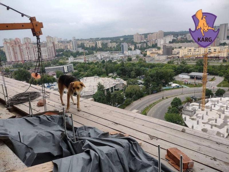 Стаття З 18-го поверху недобудови врятували пса-екстремала Ранкове місто. Одеса