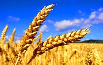 Стаття США предостерегли страны Африки от покупки украинского зерна у России Ранкове місто. Одеса