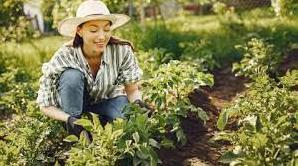 Стаття Овочі, квіти та пряні трави: що можна посадити у червні на городі та біля будинку? Ранкове місто. Одеса