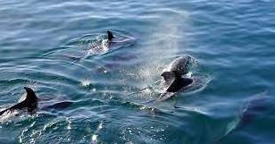 Стаття Настоящее чудо: в Одесской области заметили большую стаю дельфинов (фото) Утренний город. Одеса