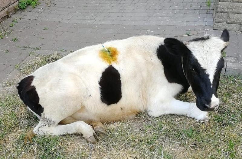 Стаття В Києві рятують корову, яка серйозно постраждала під час обстрілів! Ранкове місто. Одеса