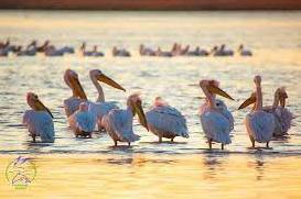 Статья На Тилигульском лимане нашествие розовых пеликанов (фото) Утренний город. Одесса