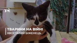 Стаття Кіт з передової: в Одесі шукають домівку харківському пухнастику (фото) Ранкове місто. Одеса